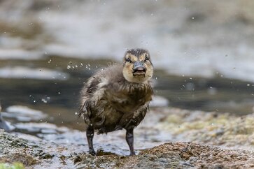 Canard colvert Landmannalaugar