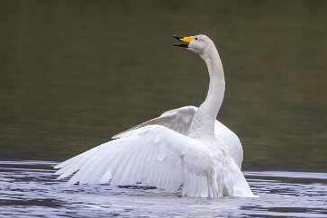 Cygne chanteur Kirkjüfellsvatn