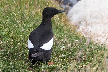 Guillemot à miroir Péninsule de Tröllaskagi