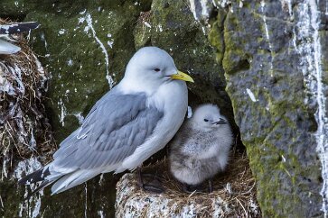 Mouette tridactyle Île de Grimsey