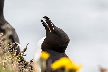 Pingouin torda Fjords du Nord-Ouest - Falaises de Latrabjarg