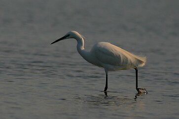 Aigrette garzette Aigrette garzette