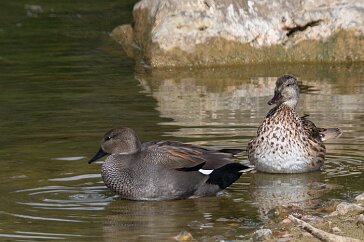 canard_chipeau_38