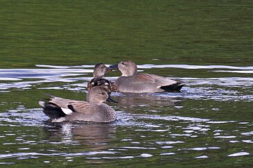 canard_chipeau_42