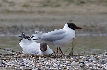 mouette_rieuse_17