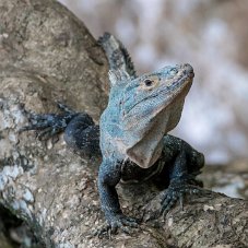 Iguane Matapalo - Costa Rica