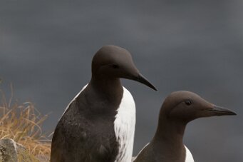 Guillemot de Troïl Fjords du Nord-Ouest - Falaises de Latrabjarg
