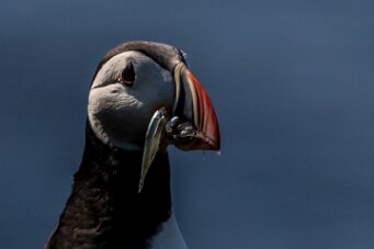 Macareux moine Île de Grimsey