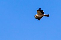 Booted Eagle (Aigle botté) Du côté d'Omaruru