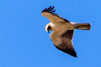 Booted Eagle (Aigle botté) Du côté d'Omaruru