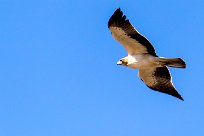 Booted Eagle (Aigle botté) Du côté d'Omaruru