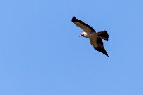 Booted Eagle (Aigle botté) Du côté d'Omaruru