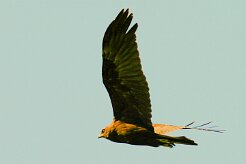 aigle_botte_01-2 null