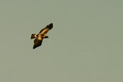 aigle_botte_02-2 null