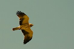 aigle_botte_10-2 null