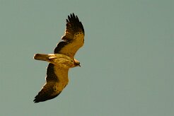 aigle_botte_11-2 null