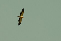 aigle_botte_13-2 null