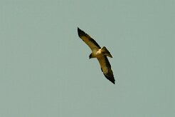 aigle_botte_15-2 null