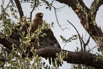 Whalsberg's eagle (Aigle de Whalsberg) Whalsberg's eagle (Aigle de Whalsberg)