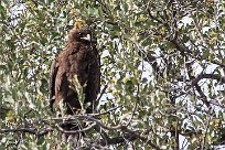 Whalsberg's eagle (Aigle de Whalsberg) Whalsberg's eagle (Aigle de Whalsberg)