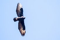 Verreaux's eagle (Aigle de Verreaux) Waterberg - Namibie