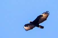 Verreaux's eagle (Aigle de Verreaux) Waterberg - Namibie