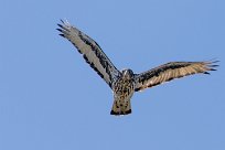 African Hawk Eagle (Aigle fascié) Savuti_Marsh