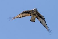 African Hawk Eagle (Aigle fascié) Savuti_Marsh