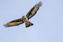 African hawk eagle (Aigle fascié) African hawk eagle (Aigle fascié)