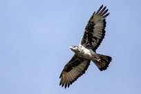 African hawk eagle (Aigle fascié) African hawk eagle (Aigle fascié)