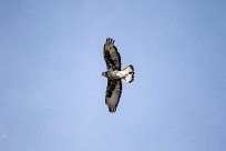 African hawk eagle (Aigle fascié) African hawk eagle (Aigle fascié)