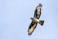 African hawk eagle (Aigle fascié) African hawk eagle (Aigle fascié)