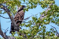 Martial eagle (Aigle martial) Martial eagle (Aigle martial)