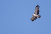 Martial Eagle (Aigle martial) Chobe River