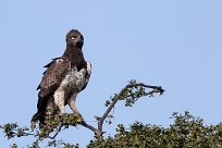 Martial Eagle (Aigle martial) Chobe National Park