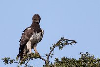 Martial Eagle (Aigle martial) Chobe National Park