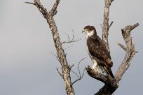 Martial Eagle (Aigle martial) Chobe National Park