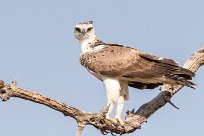 Martial Eagle (Aigle martial) Martial Eagle (Aigle martial)