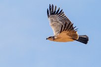 Martial eagle (Aigle martial) Namibie - Omaruru