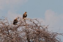 Tawny eagle (Aigle ravisseur) Etosha