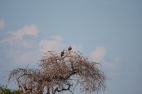 Tawny eagle (Aigle ravisseur) Etosha