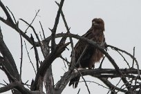 Tawny eagle (Aigle ravisseur) To/Vers Waterberg