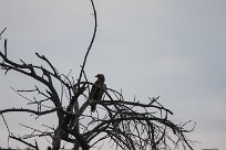 Tawny eagle (Aigle ravisseur) To/Vers Waterberg