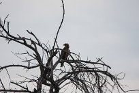 Tawny eagle (Aigle ravisseur) To/Vers Waterberg