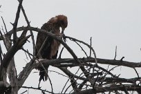 Tawny eagle (Aigle ravisseur) To/Vers Waterberg