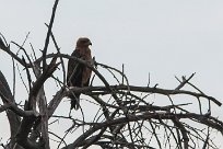 Tawny eagle (Aigle ravisseur) To/Vers Waterberg