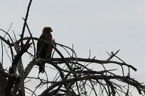 Tawny eagle (Aigle ravisseur) To/Vers Waterberg