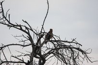 Tawny eagle (Aigle ravisseur) To/Vers Waterberg