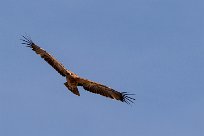 Tawny eagle (Aigle ravisseur) Tawny eagle (Aigle ravisseur)