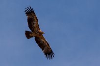 Tawny eagle (Aigle ravisseur) Tawny eagle (Aigle ravisseur)